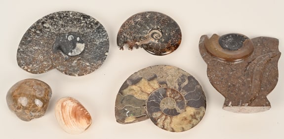 AMMONITE FOSSIL LOT & MORE