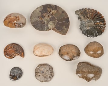 AMMONITE FOSSIL LOT & MORE