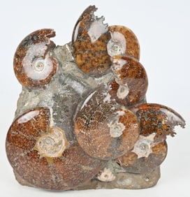 LARGE AMMONITE CLUSTER FOSSIL