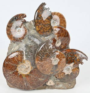 LARGE AMMONITE CLUSTER FOSSIL: Beautiful and rare cluster of Ammonite fossils. It has been polished and displays well. 11" by 10" Excellent