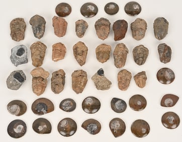 LARGE FOSSIL LOT TRILOBITES & AMMONITES