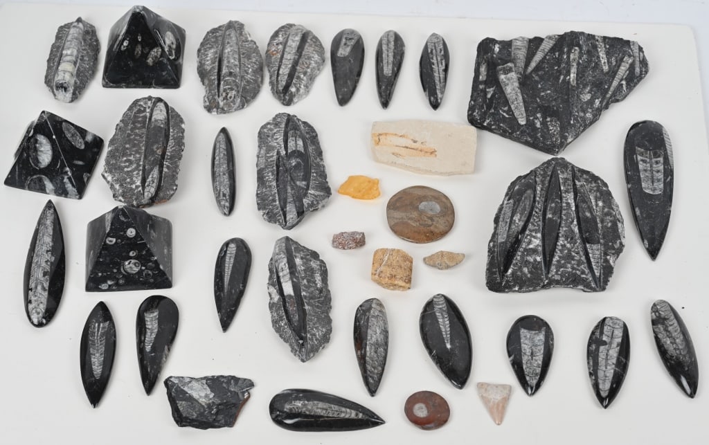 LOT OF POLISHED ORTHOCERAS FOSSILS & MORE: Lot of Orthoceras fossils along with other fossils including a partial fossil fish and fern. Largest is 8" Very Good-Excellent