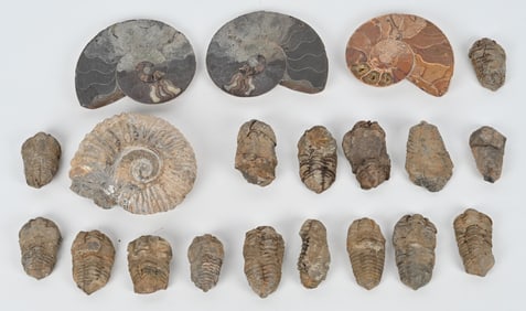 LARGE FOSSIL LOT TRILOBITES & AMMONITES