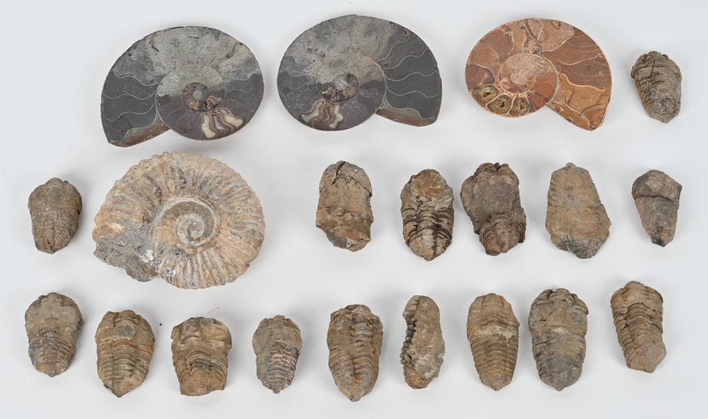 LARGE FOSSIL LOT TRILOBITES & AMMONITES (1 of 7)