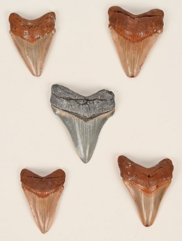 5- MEGALODON FOSSIL TEETH: Lot includes 5 immature Megalodon teeth which date from the Miocene Epoch (about 2.6 to 15 Million Years Ago). Largest is 2 1/4" Excellent