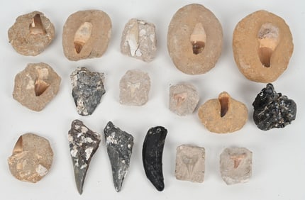 LARGE LOT FOSSIL TEETH