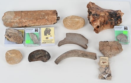FOSSIL BONE LOT TYRANNOSAURUS REX & MORE