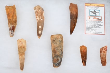 7- SPINOSAURUS FOSSIL TEETH