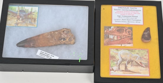 SPINOSAURUS & CARCHARRODONTOSAURUS TEETH