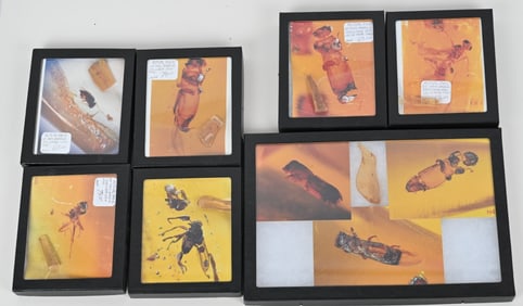 LOT OF AMBER/ COPALWITH INSECTS