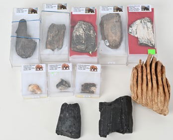 MASTODON & MAMMOTH FOSSIL LOT