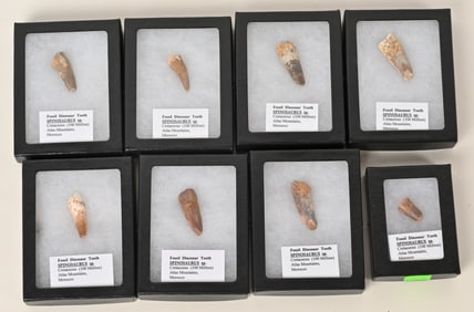 8- FOSSIL SPINOSAURUS TEETH