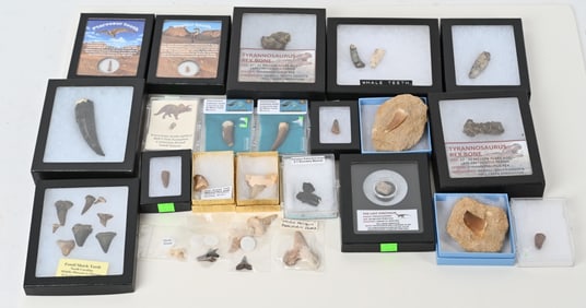 LARGE LOT DINOSAUR FOSSIL TEETH & MORE