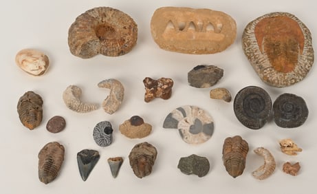 LARGE LOT OF FOSSILS