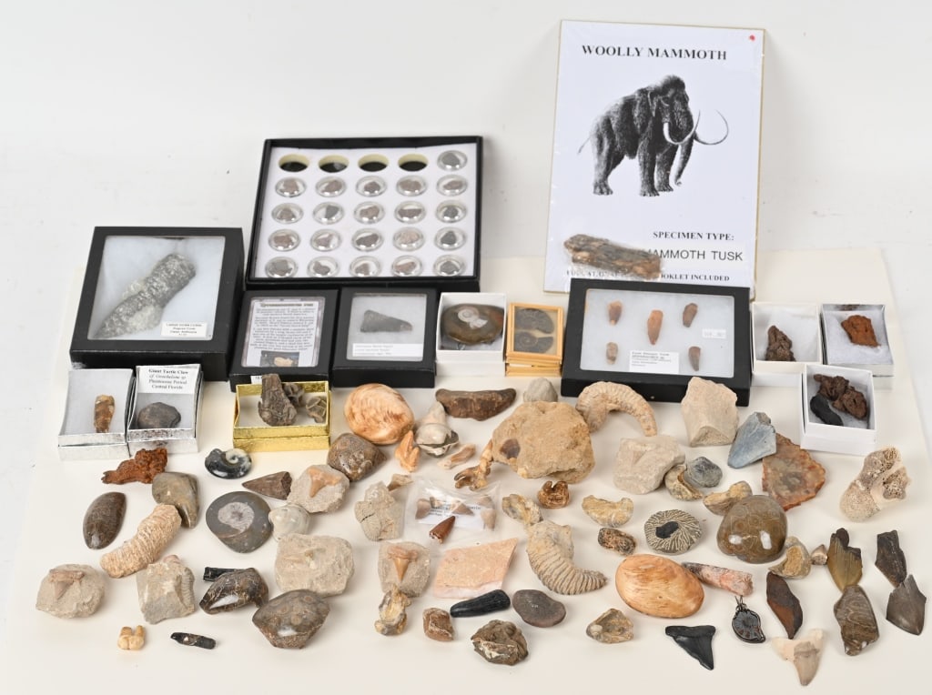 LARGE LOT OF FOSSILS: Lot includes teeth, clams, ammonites and more. Largest is 5 1/2". Very Good-Excel;lent