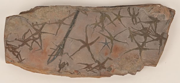 FOSSIL BRITTLE STAR MORTALITY PLATE