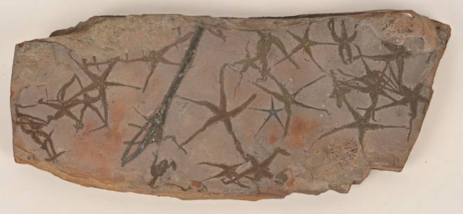 FOSSIL BRITTLE STAR MORTALITY PLATE: Fossil Brittle Star morality plate from the Jurrassic era. 7" Excellent