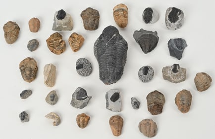 LARGE COLLECTION OF FOSSIL TRILOBITES
