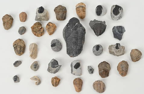 LARGE COLLECTION OF FOSSIL TRILOBITES: Nice grouping of fossil Trilobites. The centerpiece of the collection is a 6 1/2" Very Good-Excellent