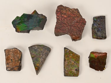 7- AMMOLITE SPECIMENS
