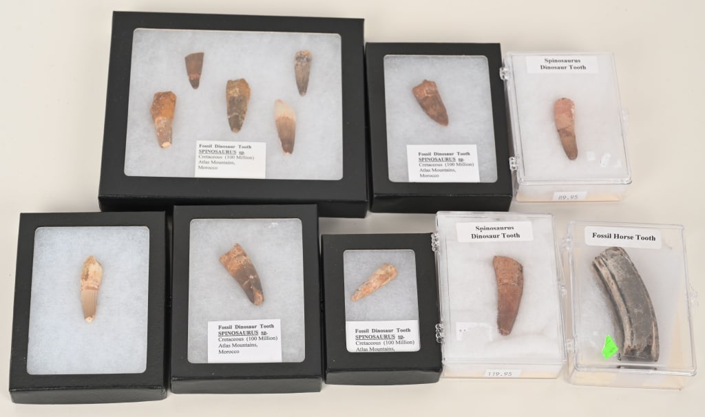 LOT OF FOSSIL DINOSAUR TEETH, SPINOSAURUS & MORE: Lot of 12 fossil dinosaur and horse teeth. Very Good