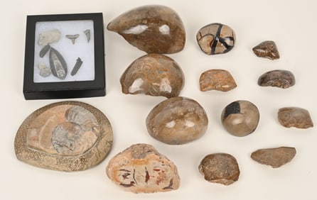 FOSSIL LOT AMMONITE, CORAL & MORE