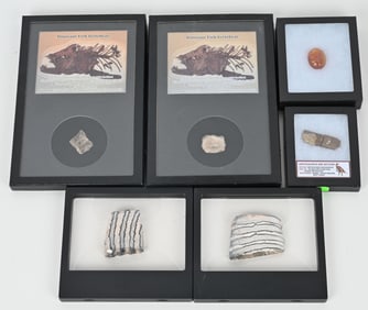 FOSSIL LOT, AMBER, BONES & MORE