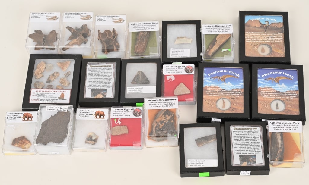 LARGE LOT OF IDENTIFIED FOSSILS: Lot includes vertebra, bones, teeth and more. Very Good-Excellent