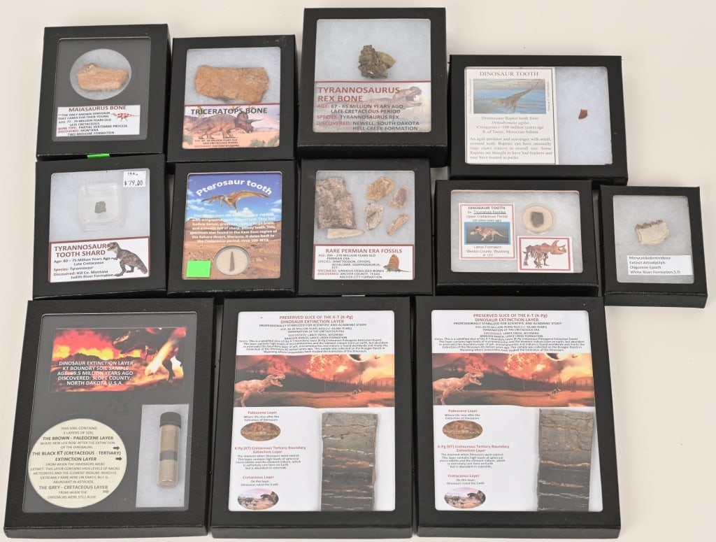 LOT OF FRAMED AND IDENTIFIED FOSSILS: Lot includes bone specimens from Maiasaurus, Dimetrodon, Triceratops, Tyrannosaurus Rex and more. Also included are 2 preserved slices of Dinosaur extinction layers and a extinction layer soil sample.