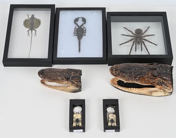 FRAMED SPECIMENS, TARANTULA & MORE