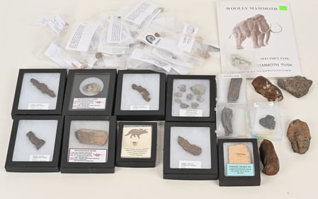 LARGE GROUPING OF FOSSILS