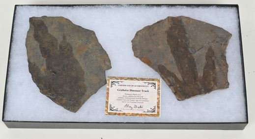 GRALLATOR DINOSUAR TRACKS w/ COA