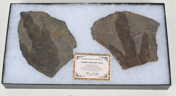 GRALLATOR DINOSUAR TRACKS w/ COA: Pair of scarce dinosaur tracks with COA, Largest is 6 1/2" Excellent