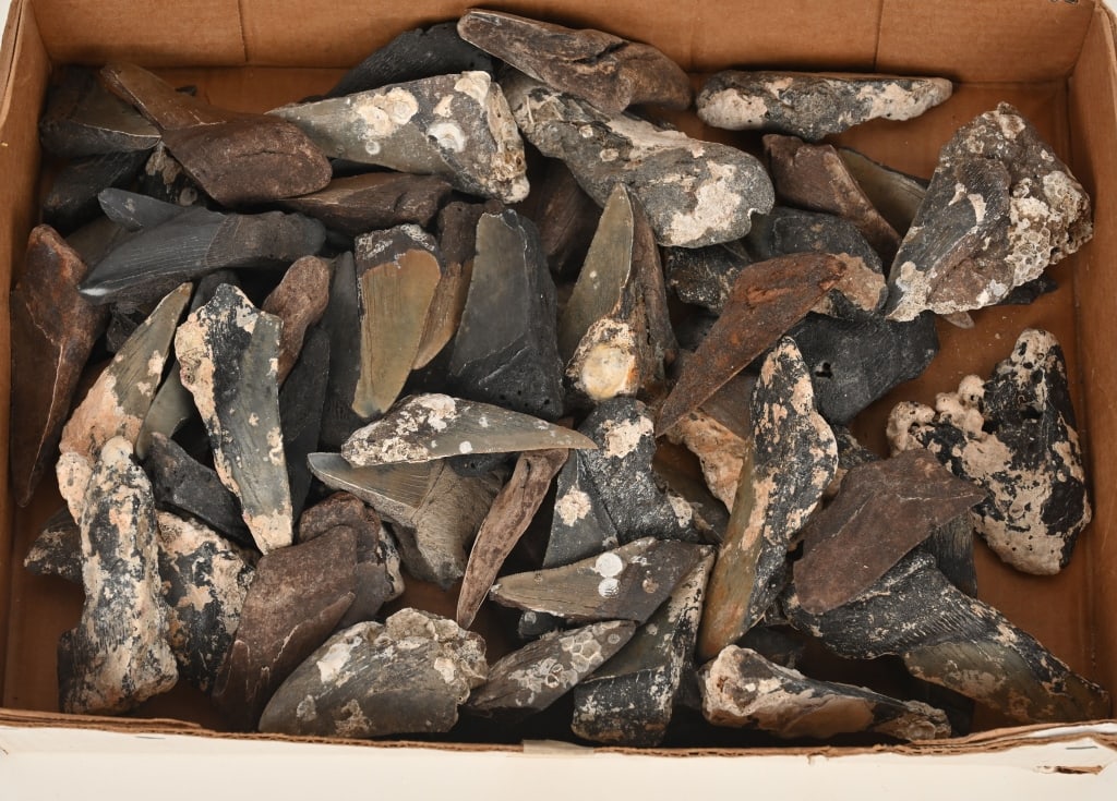 LARGE LOT OF FOSSIL MEGALODON TEETH: Huge lot of partial Megalodon teeth. Condition varies.