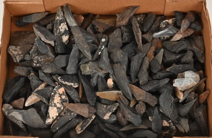 LARGE LOT OF FOSSIL MEGALODON TEETH