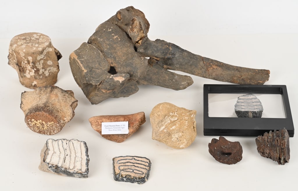 STEGADON, MAMMOTH & ELK FOSSILS: Lot includes large Stegadon 19" Vertebrae, Mammoth teeth, Elk bone and more.