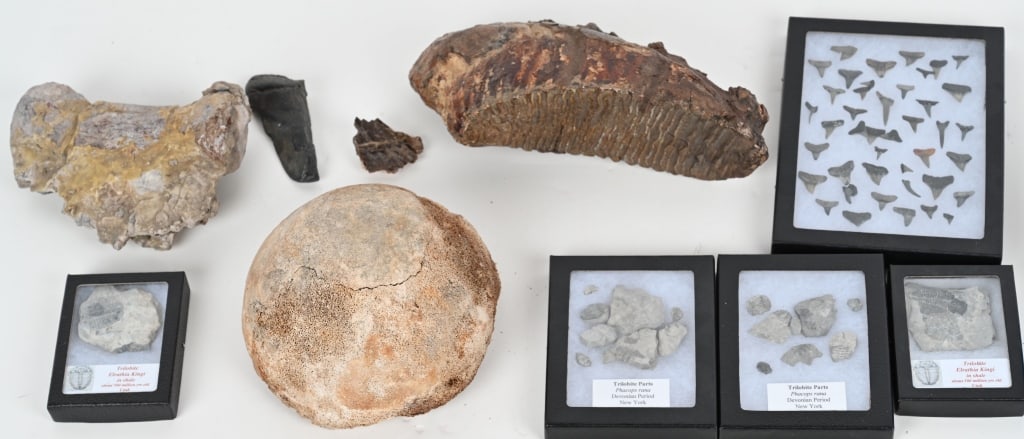 FOSSIL LOT MAMMOTH & MORE: Lot includes a huge 11" Mammoth molar. sharks teeth, trilobites, a vertebra and more.