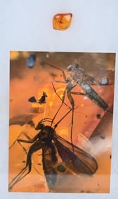 AMBER FOSSIL WITH INSECTS