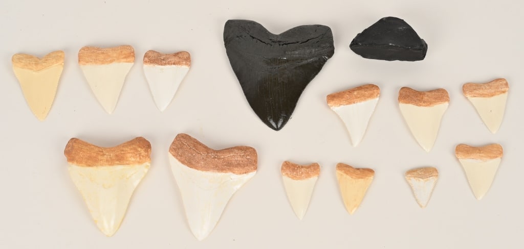 13- REPLICA FOSSIL MEGALODON TEETH: Largest is 5 3/4"