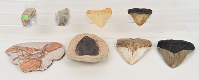FOSSIL REPLICA LOT, MEGALODON & MORE