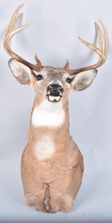 TAXIDERMY MOUNT OHIO WHITETAIL DEER 8 PT BUCK (1 of 2)