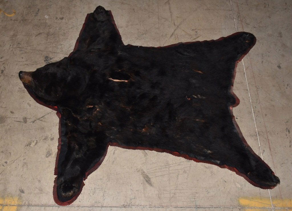 BLACK BEAR TAXIDERMY RUG, VINTAGE: Measures about 85" by 75", Head is very nice, there is wear to the coat. Good