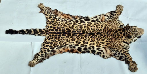 South American Jaguar Full Flat Skin Trophy Rug W Head Sep 10 2016 Milestone Auctions In Oh