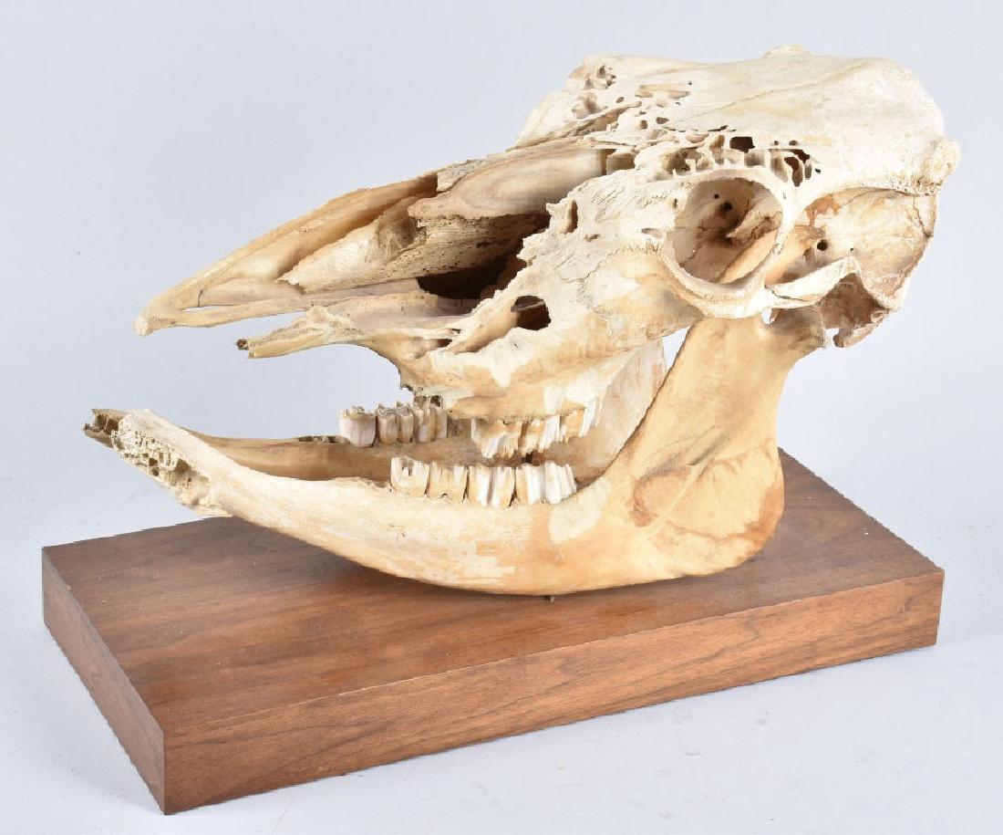 ADULT GIRAFFE SKULL (1 of 4)