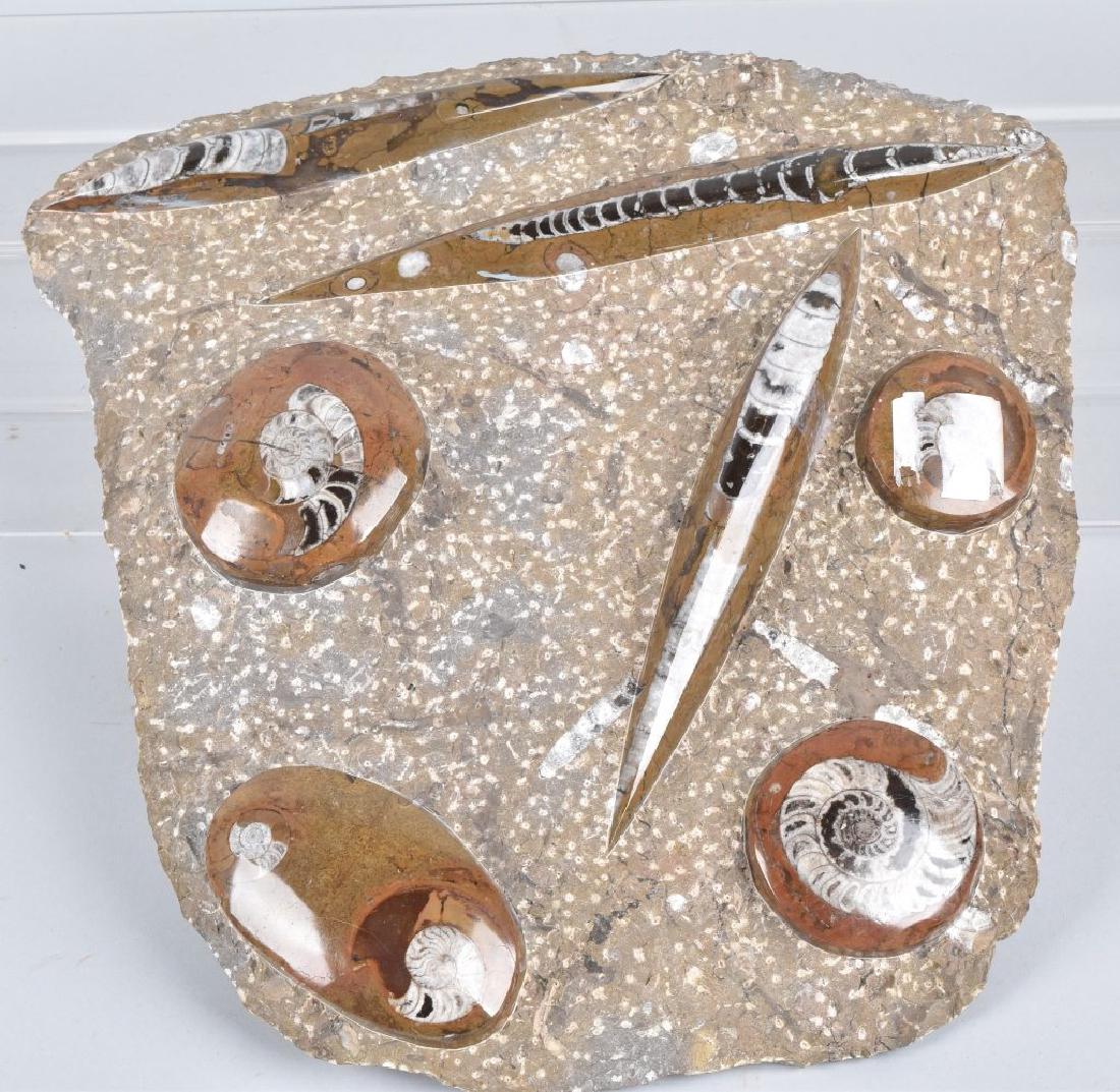 FOSSIL SLAB WITH POLISHED SHELLS (1 of 6)