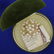 Vintage Sakata Akoya Pearl Brooch in 14K Yellow Gold - 4