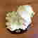 item-137539007=5