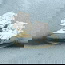 CZ Toi et Moi Ring in 14k Yellow Gold