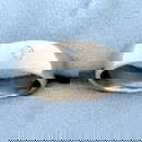 Solitaire Diamond Band Ring in 14K White Gold