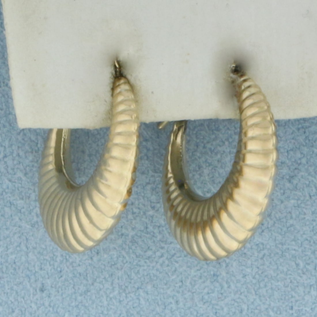 Shrimp Ribbed Hoop Earrings in 14k Yellow Gold